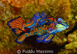 mandarin fishes in love,nikon f90x 105mm macro by Puddu Massimo 
